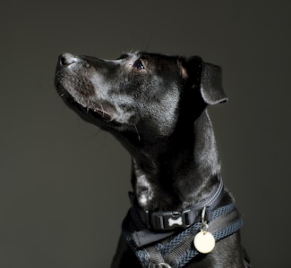 A black dog with a shiny coat is wearing a black harness and collar with a bone-shaped tag. The dog has a yellow circular tag attached to its collar. The background is dark, highlighting the dog's profile as it gazes upwards with a calm expression.
