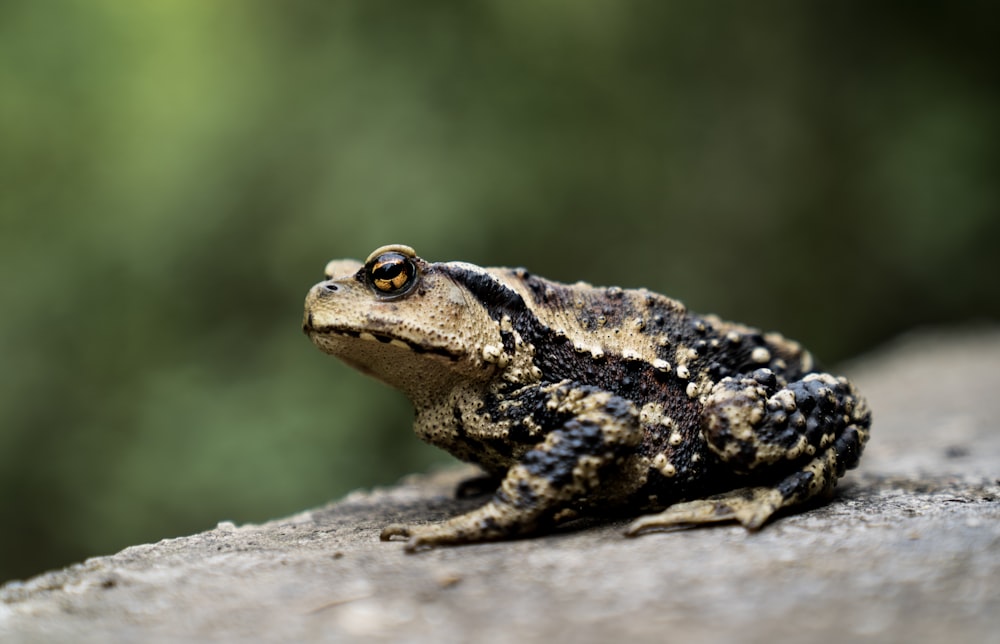 brown frog