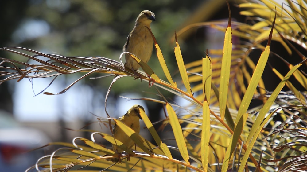 brown small-beaked bird on green palm plant