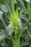 A close-up view of a healthy corn plant with green leaves and husks. The corn silk is visible, showing its fresh and vibrant state, indicating the corn is in a growing phase. The surrounding leaves appear lush and hardy, suggesting a fertile environment.