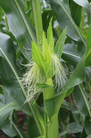 A close-up view of a healthy corn plant with green leaves and husks. The corn silk is visible, showing its fresh and vibrant state, indicating the corn is in a growing phase. The surrounding leaves appear lush and hardy, suggesting a fertile environment.