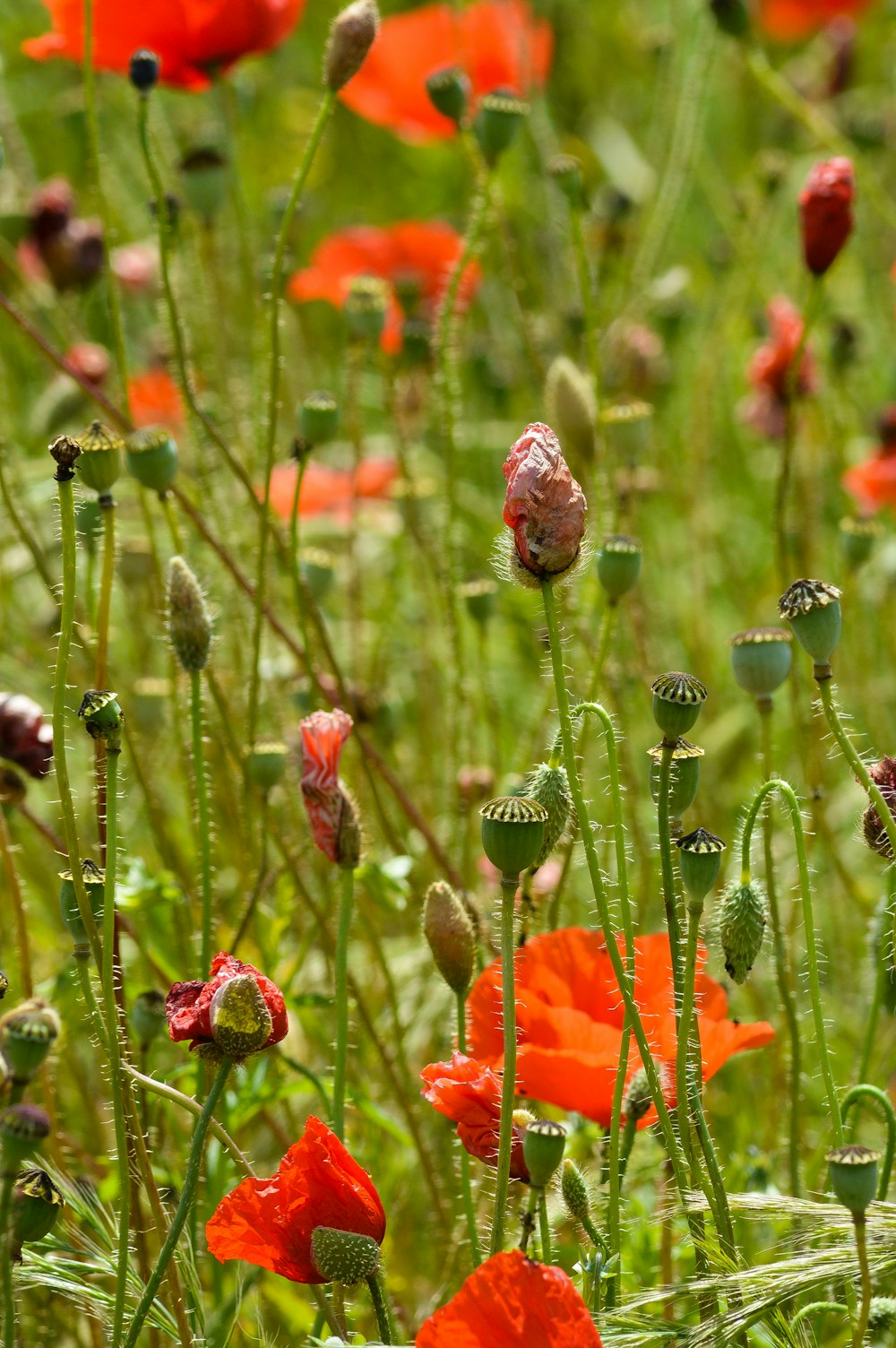 orange petaled wild flowers