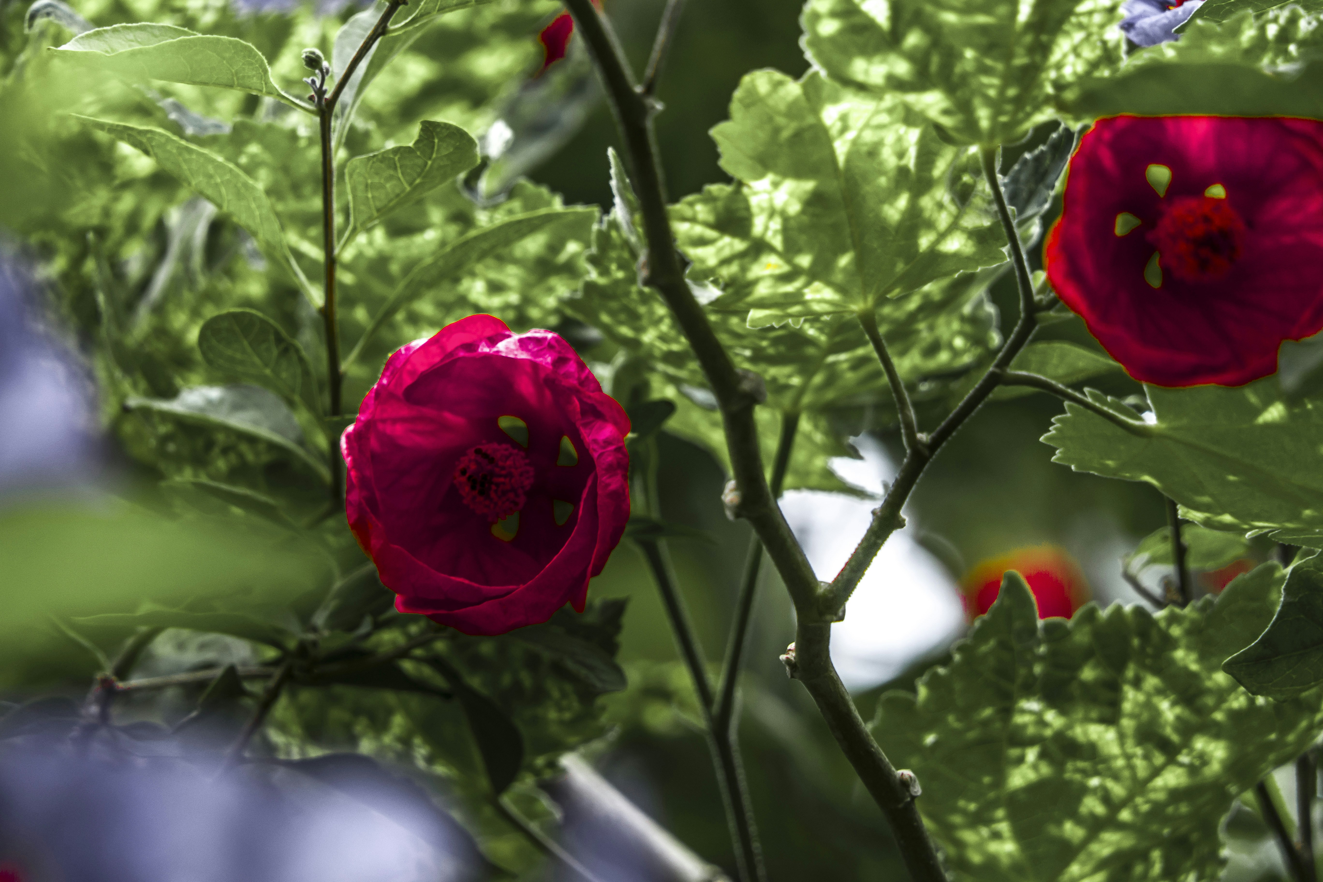 Photo by lizard_princess