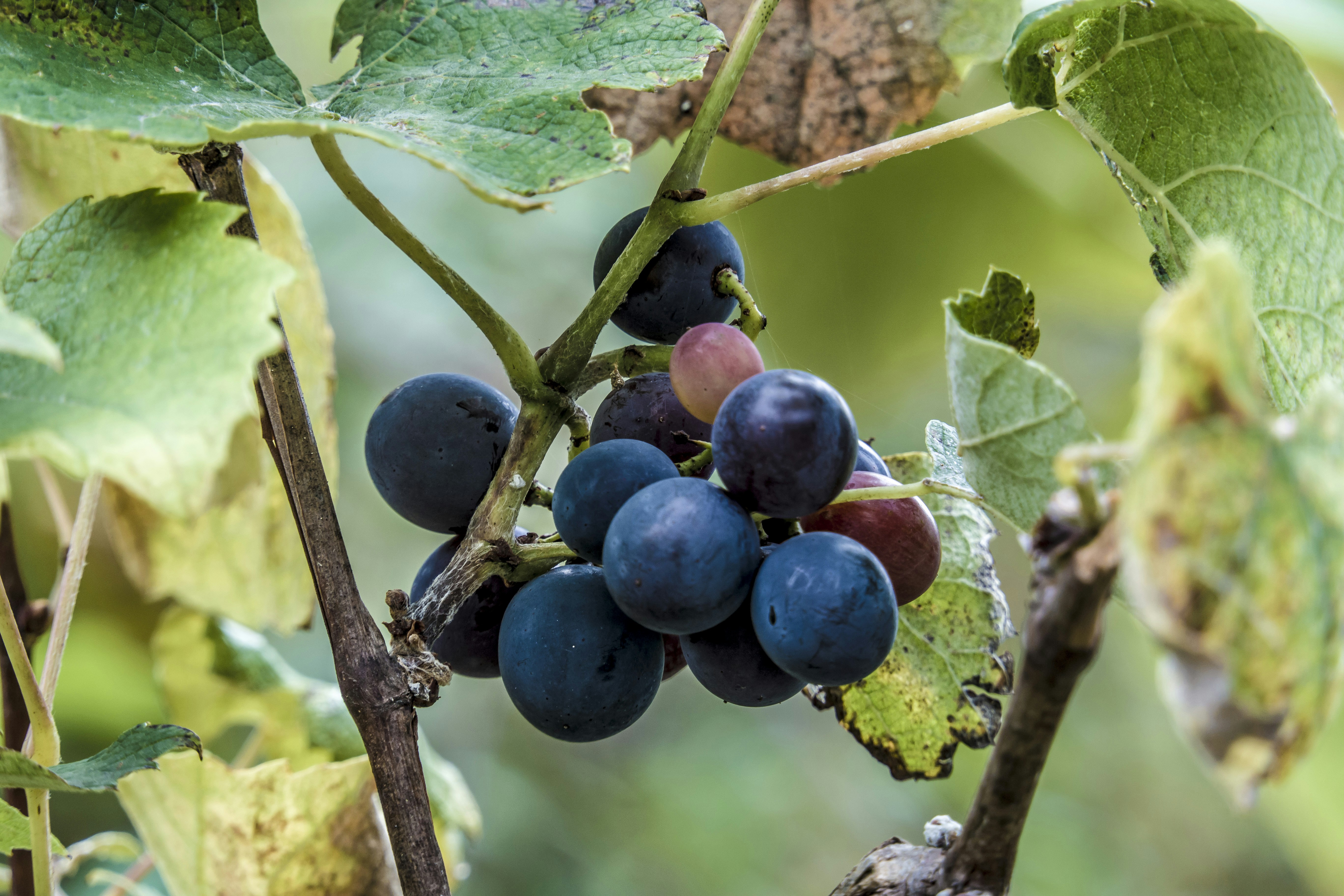 Photo by lizard_princess