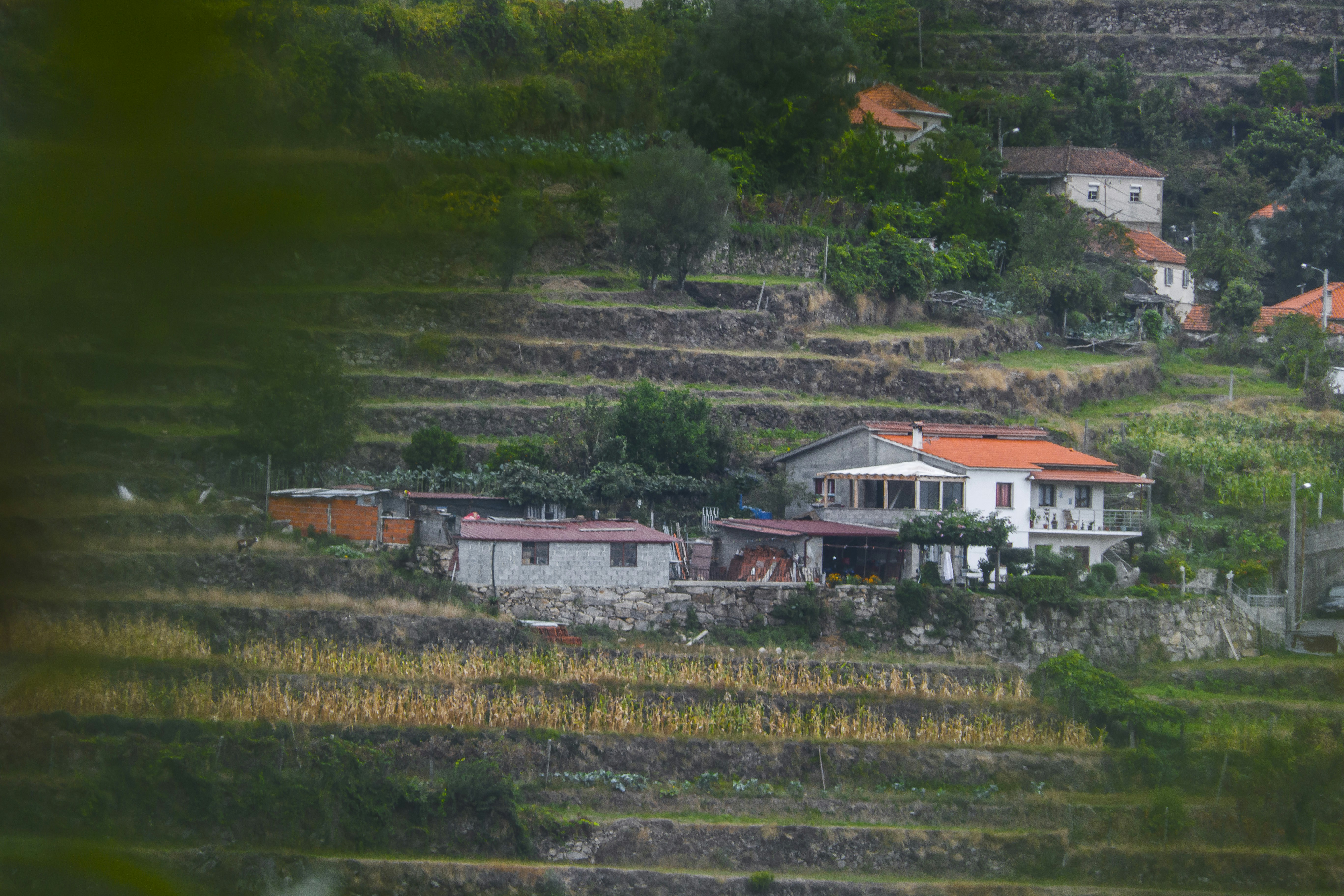 aerial view of houses