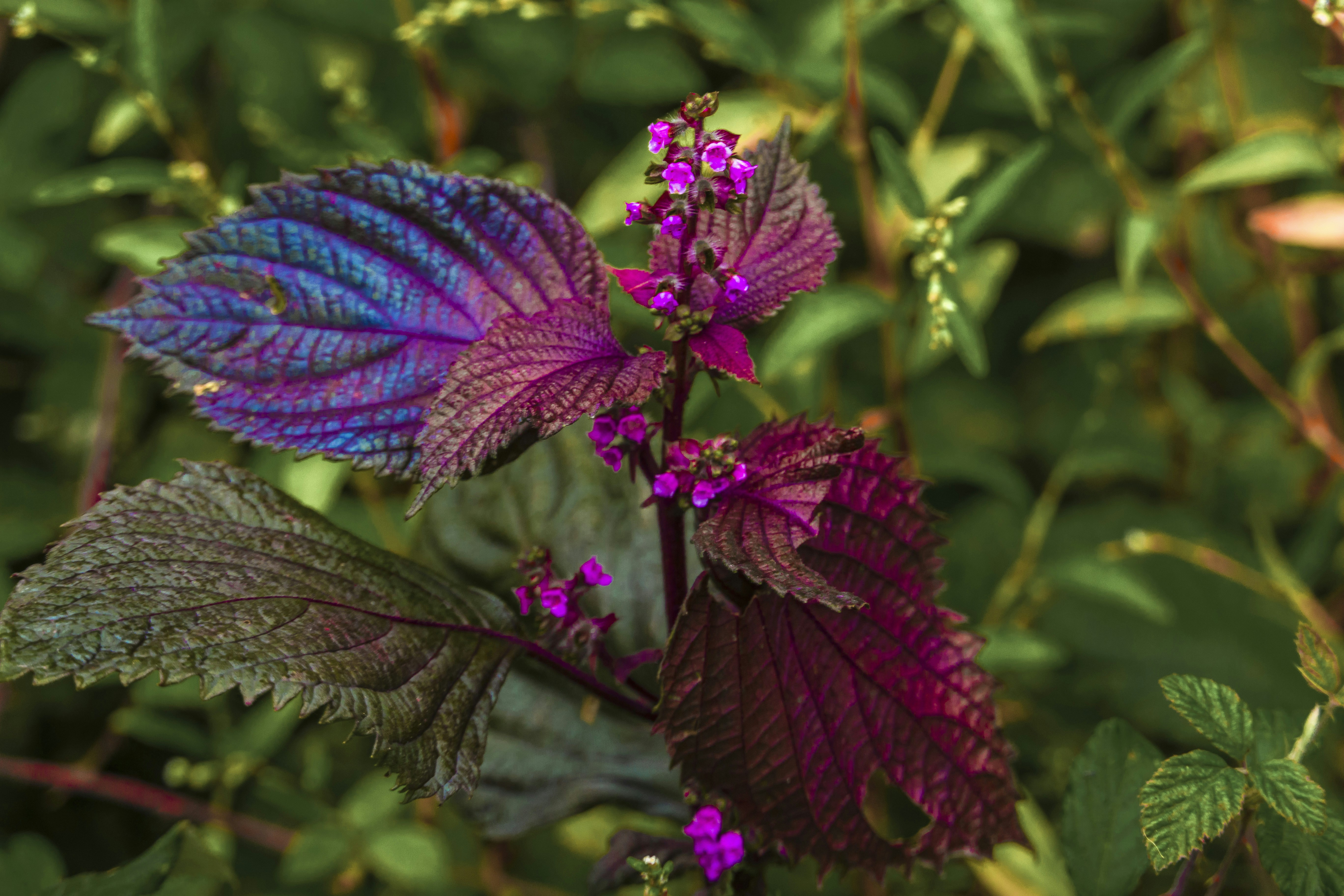 purple leafed plant