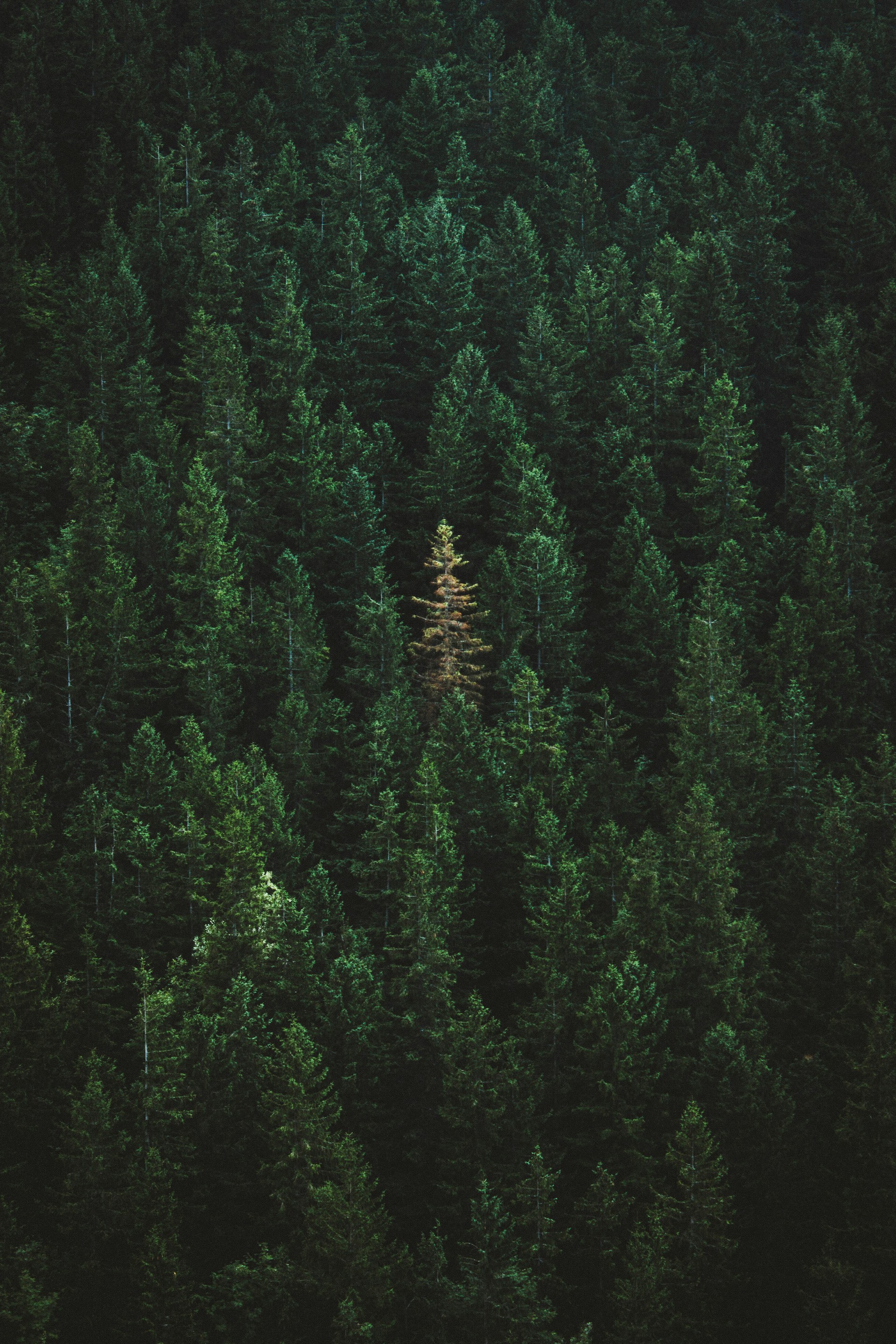 green treers