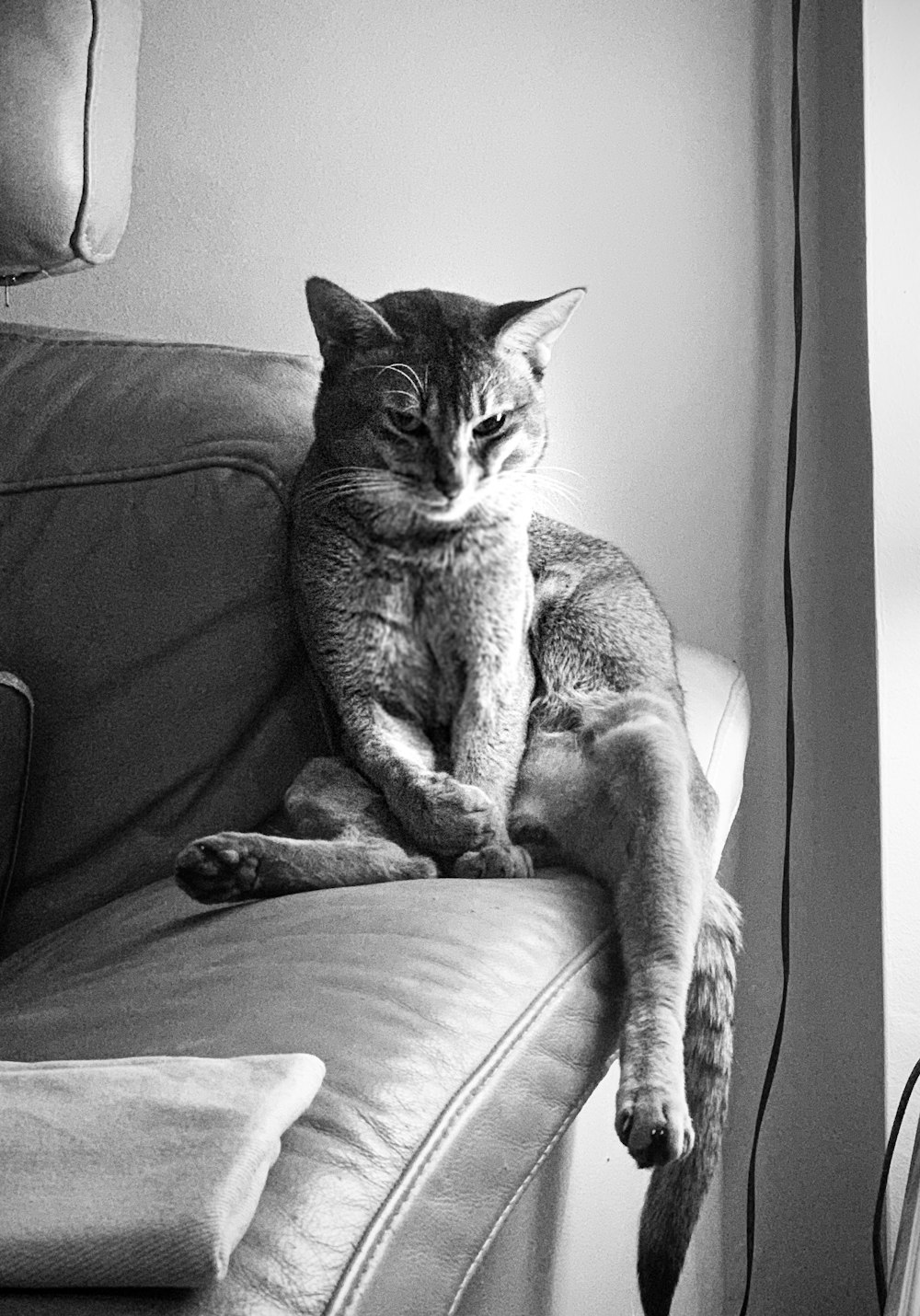 Photographie en niveaux de gris de chat tigré sur canapé