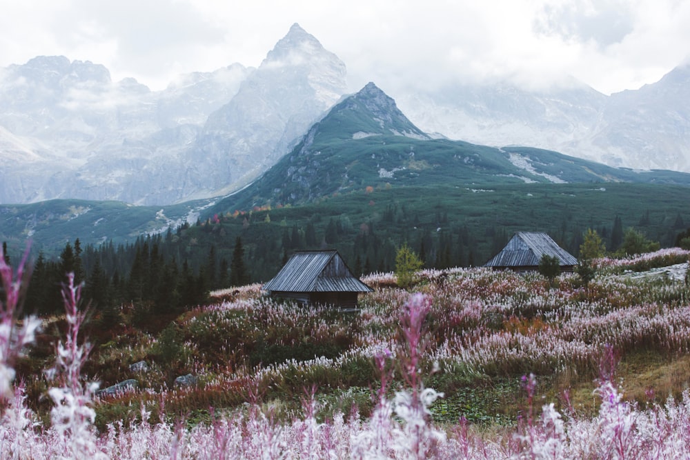 buildings near flower field during daytime