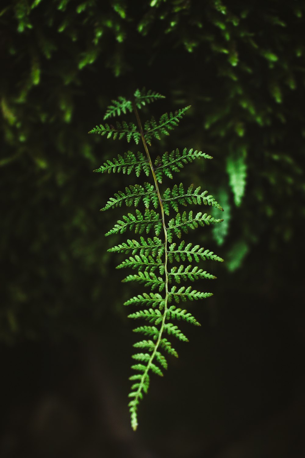 green leaf plant