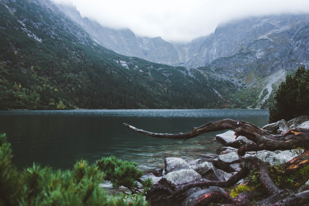 boulders, trees, and mountains facing lake