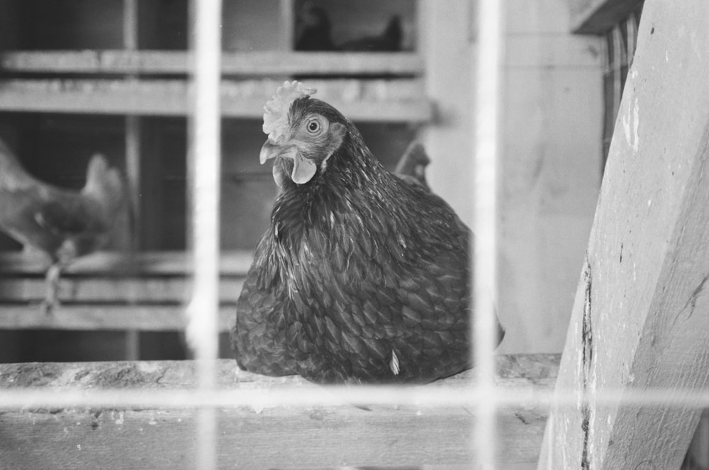 grayscale photo of hen in cage