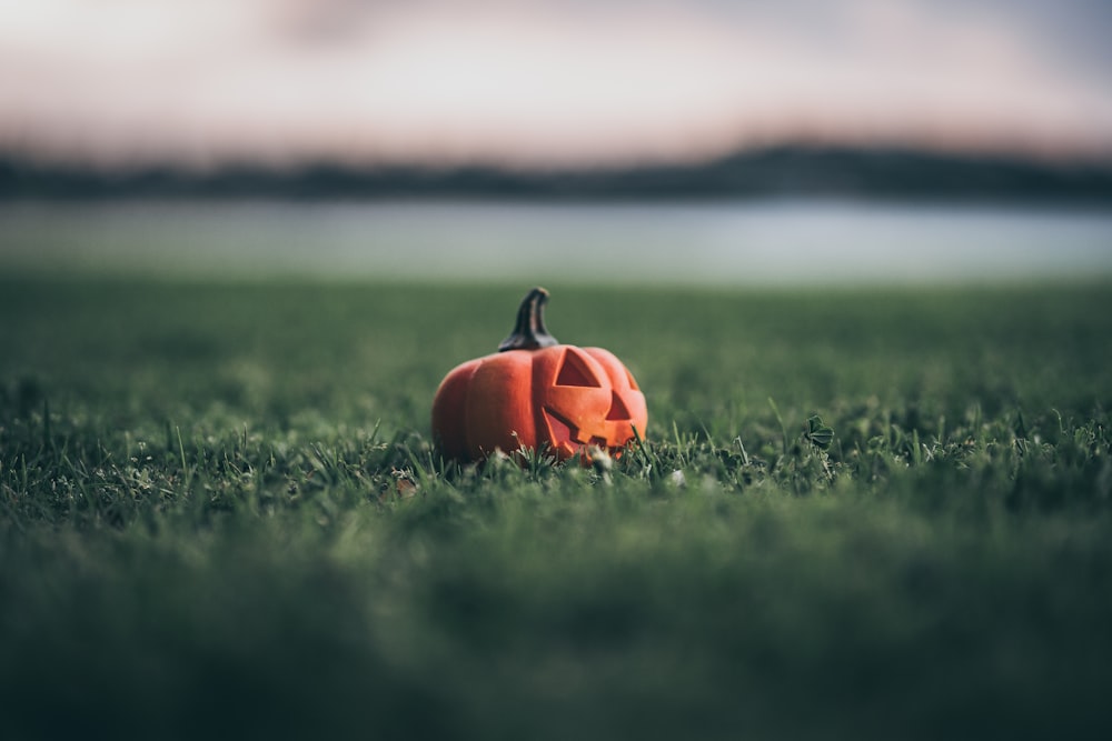 pumpkin on grass