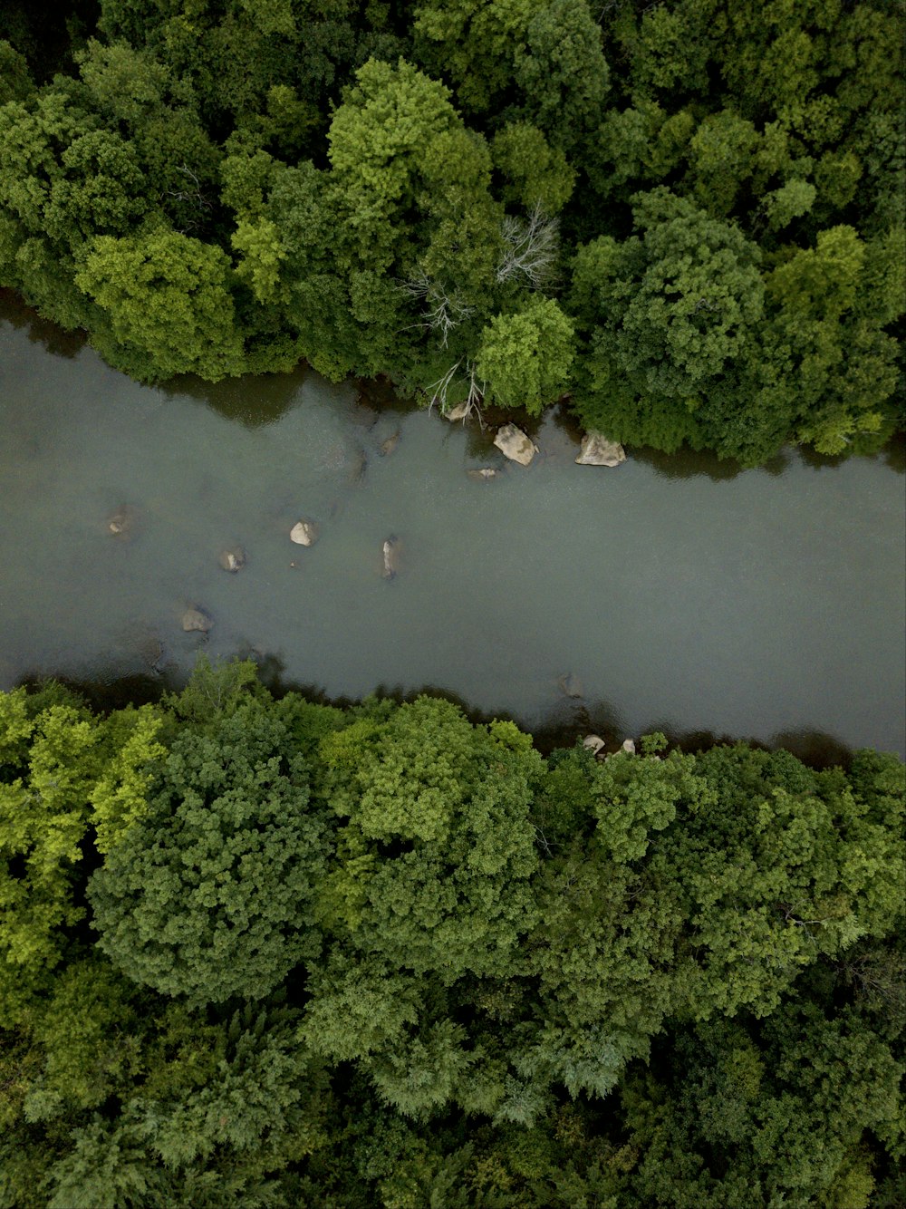 top view of a river cutting through a forest