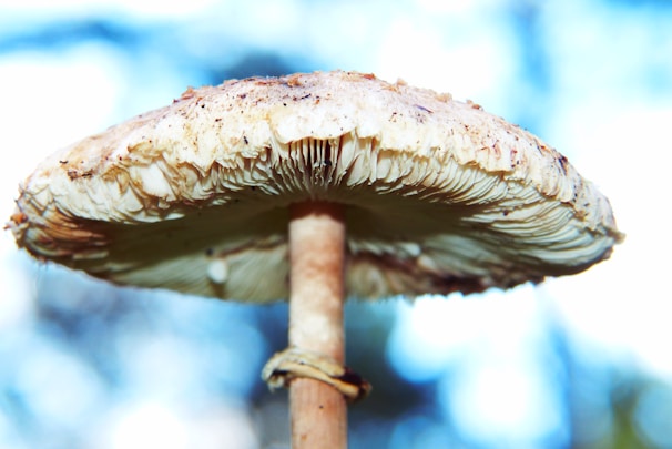 Close-up of spores releasing from a mature mushroom cap in soft focus.