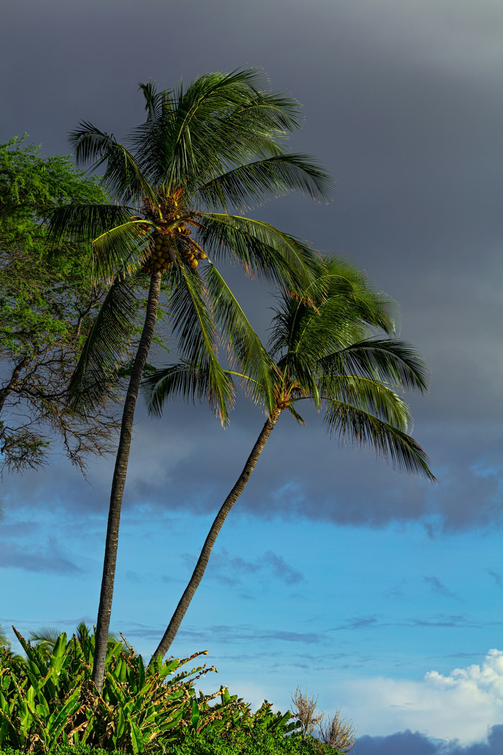 two green coconut trees