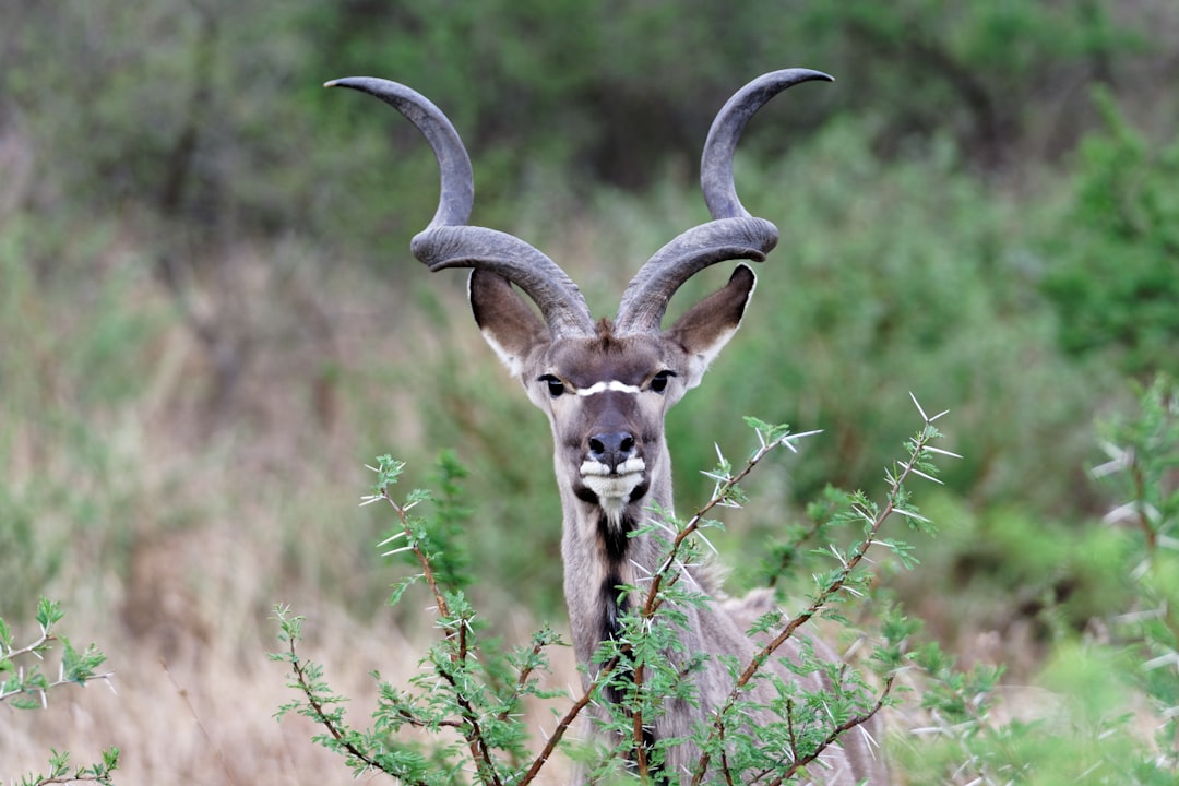 travelers stories about Wildlife in Nambiti Hills Private Game Lodge, South Africa