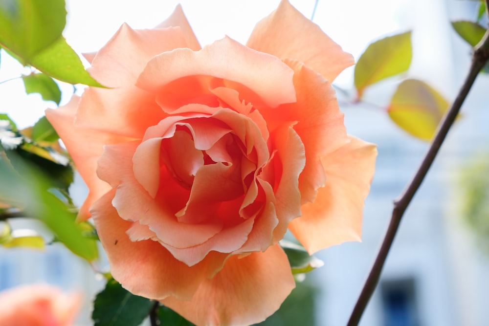 orange rose