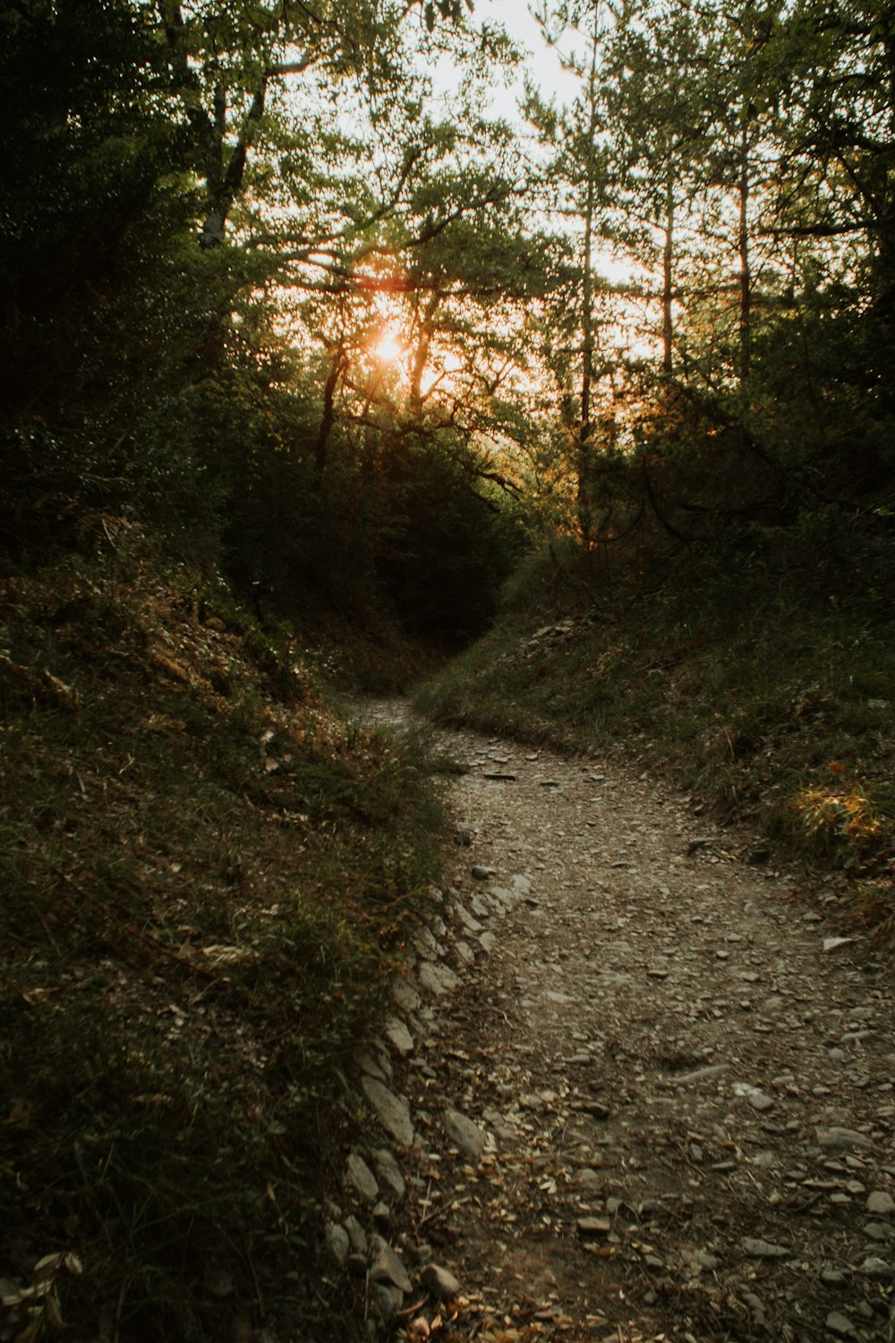 sun rays coming through pathway surrounded with tall and green trees during daytime