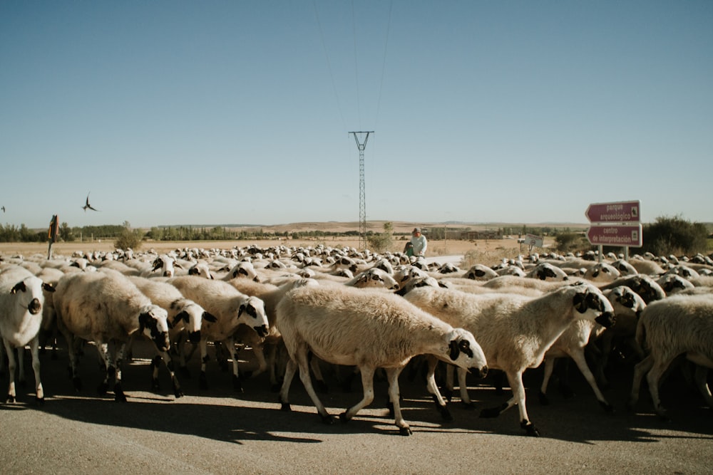 white sheep during daytime