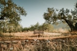 A peaceful park bench under olive trees, capturing a quiet moment in Italy.