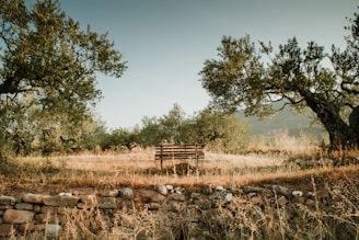 Peaceful courtyard in Veglie with olive trees and a stone bench inviting relaxation.