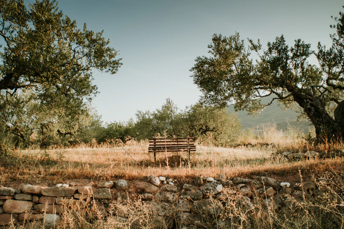 A sunlit bench in an olive garden