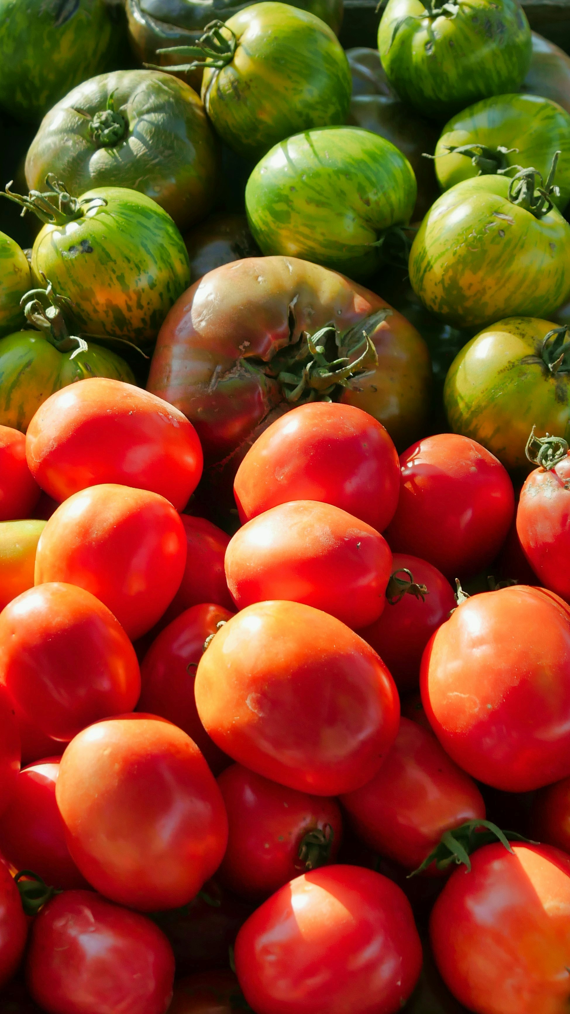赤と緑のトマトの写真 Unsplashで見つける工場の無料写真