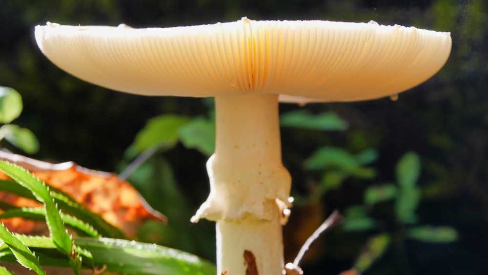 white mushroom