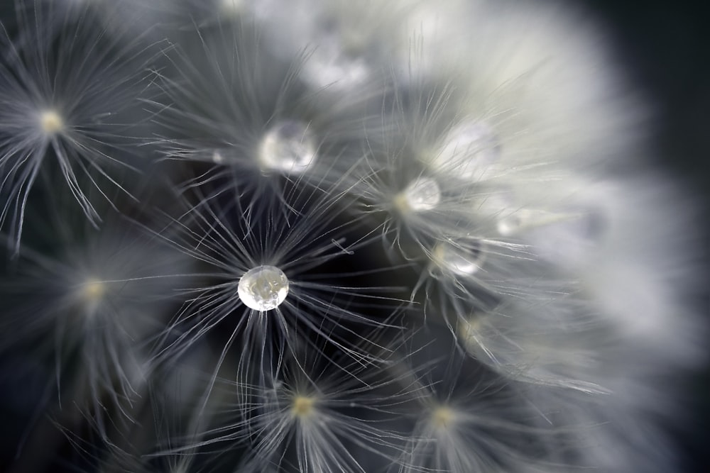 a close up of a dandelion with drops of water on it