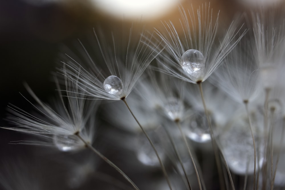 white dandelion