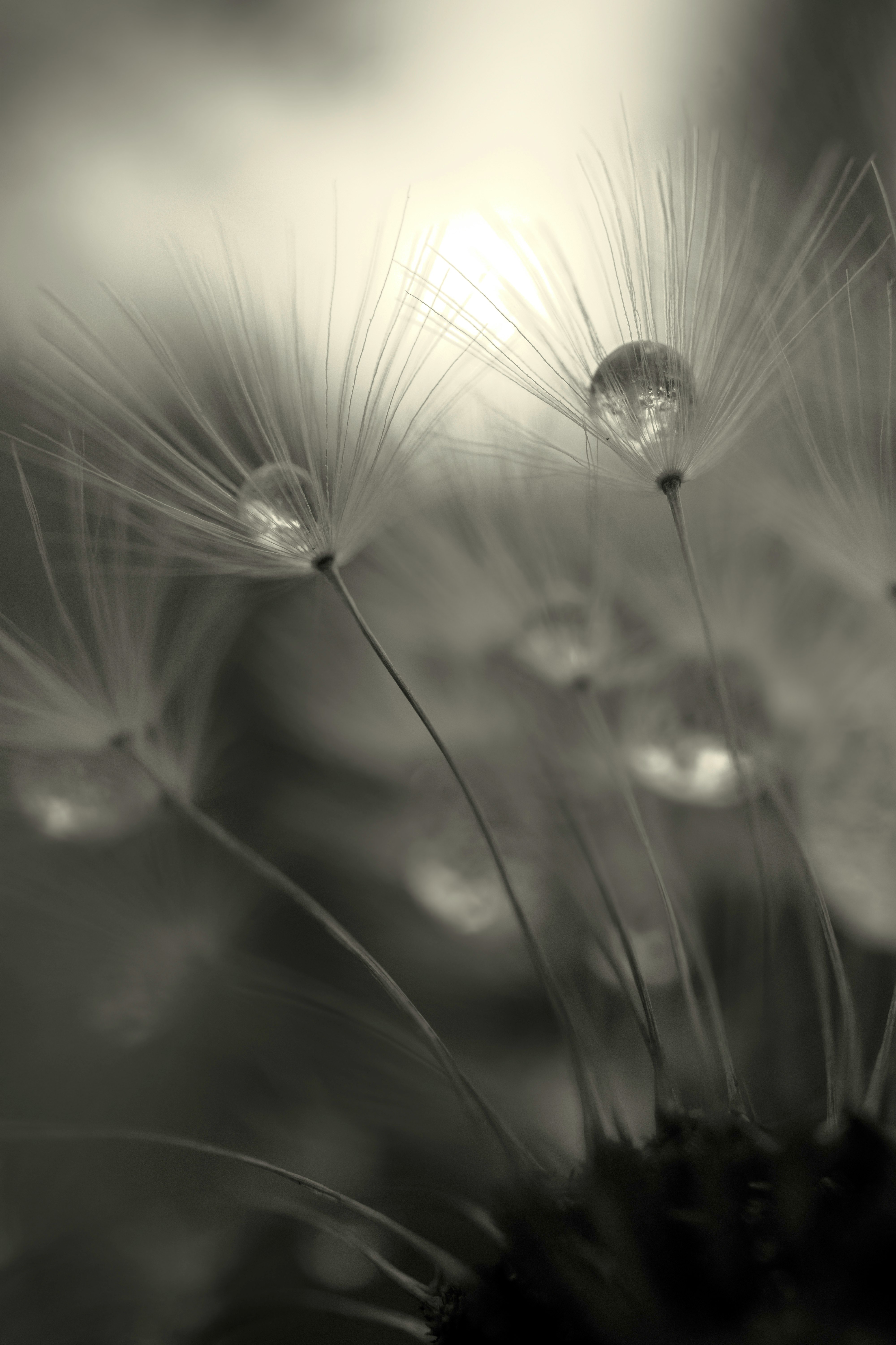 macro photography of flower petals