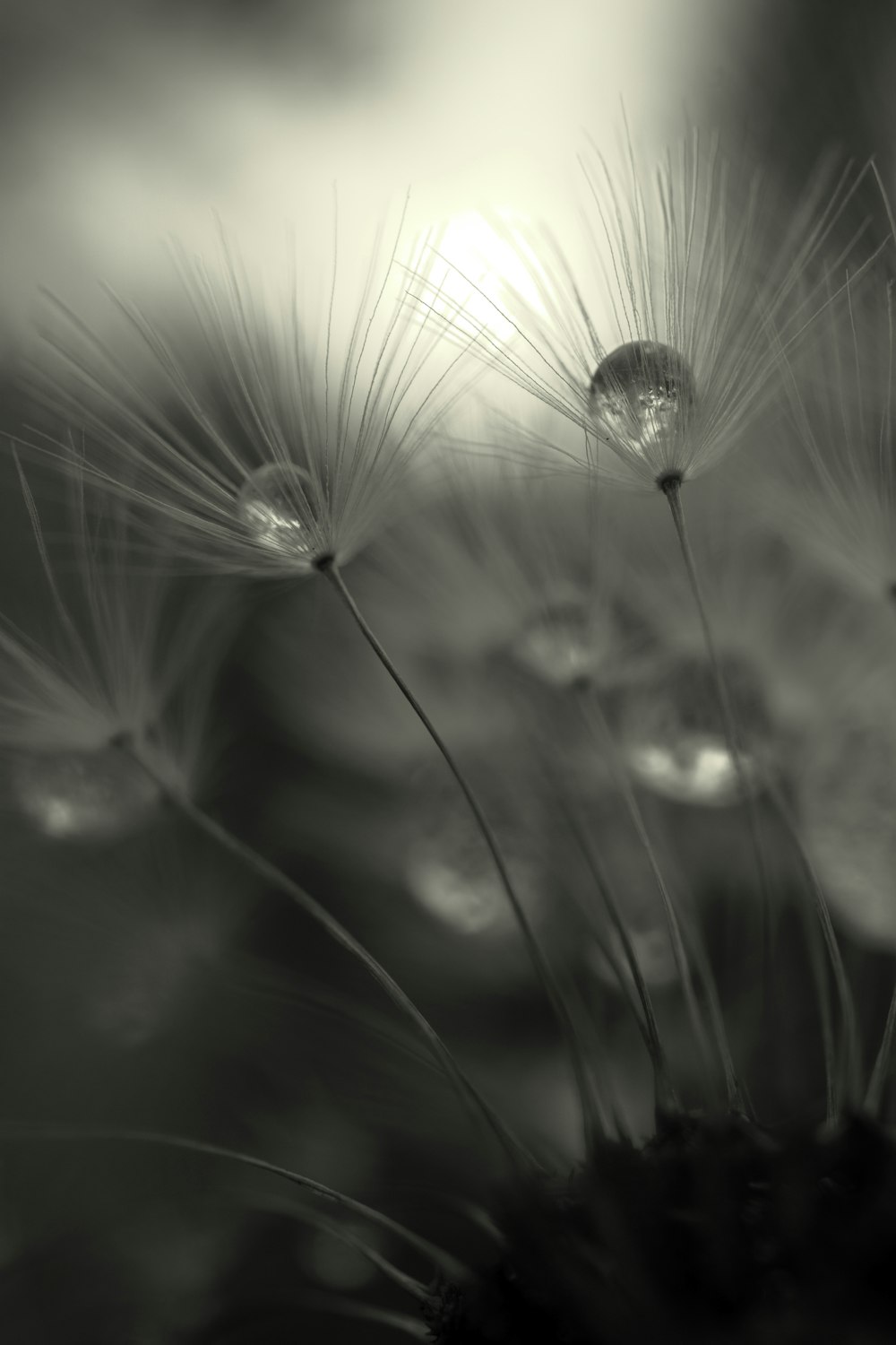 macro photography of flower petals