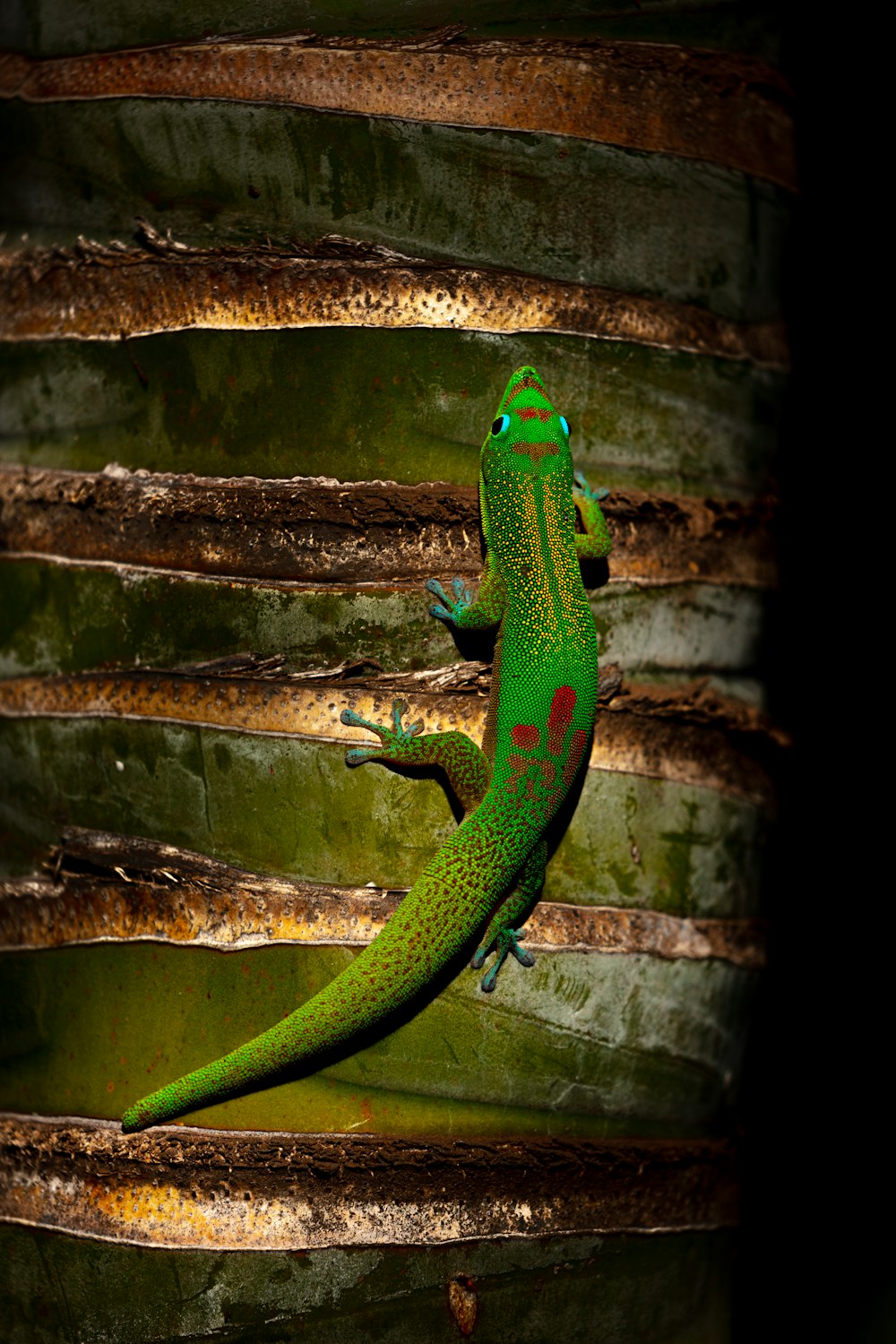 green and red gecko