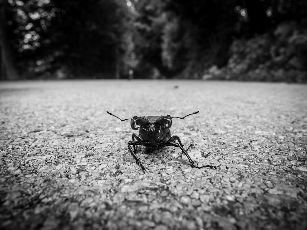 Fotografía en escala de grises de insectos