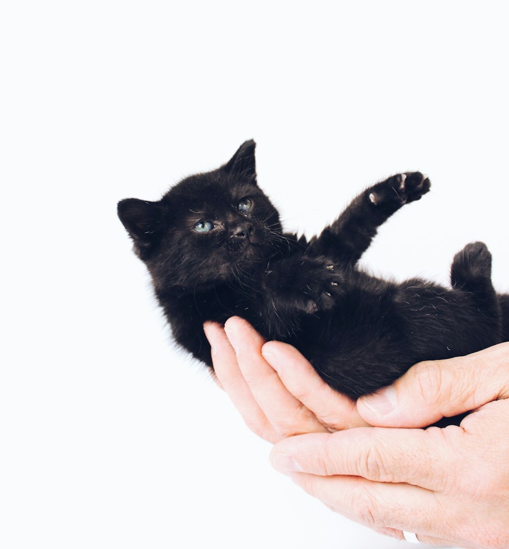 pessoa segurando gatinho preto