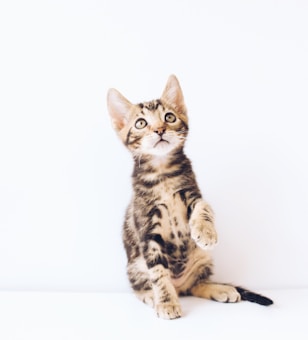 A small, fluffy kitten with brown tabby markings and bright eyes sits on a white background, looking upwards with one paw slightly raised.