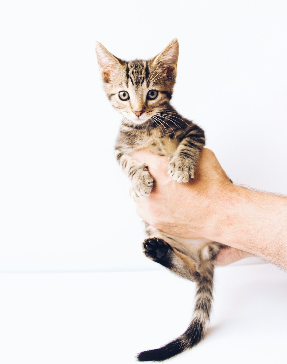 person holding black and brown Tabby kitten