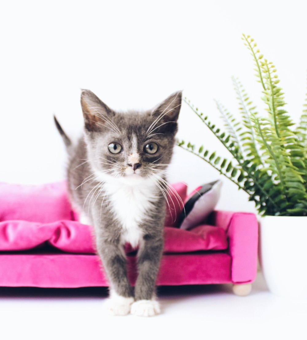 tuxedo kitten beside fern plant