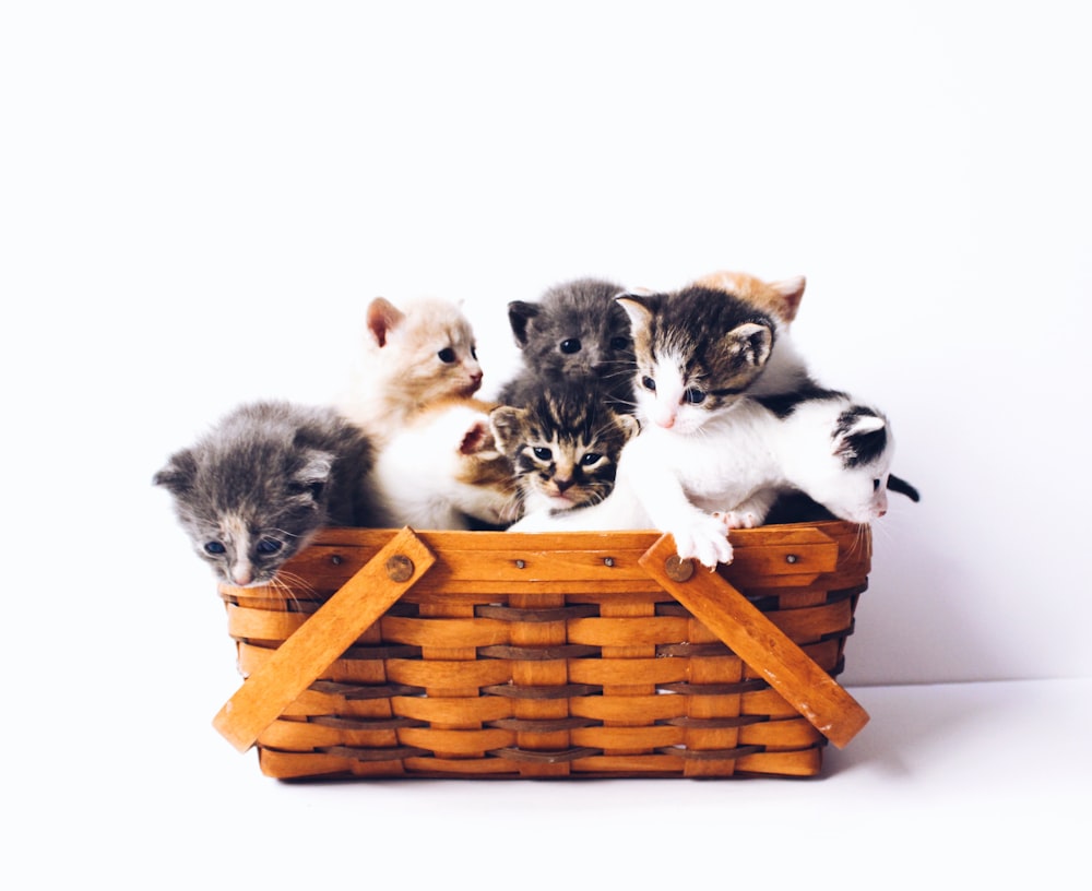 gatitos en cesta