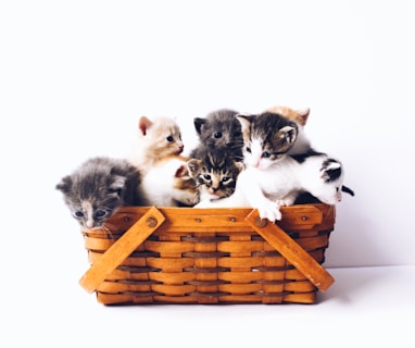 kittens in basket