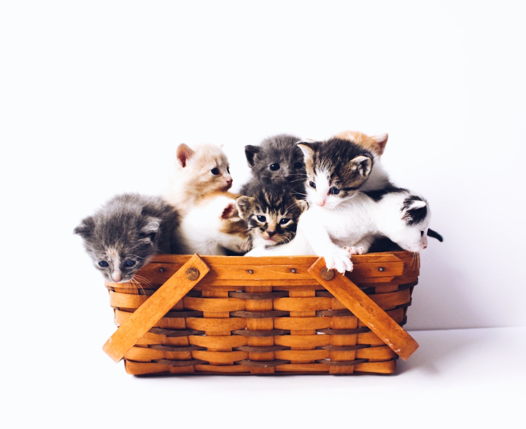 かごの中で寄り添う愛猫たち