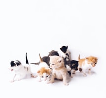 assorted-color kittens