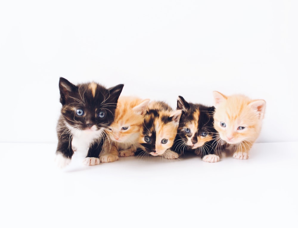 gattini tabby di colori assortiti