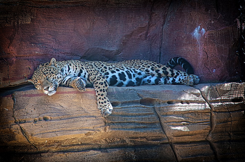 leopard sleeping on rock