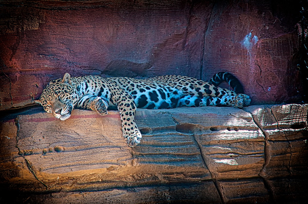 Leopard Nap Time!
