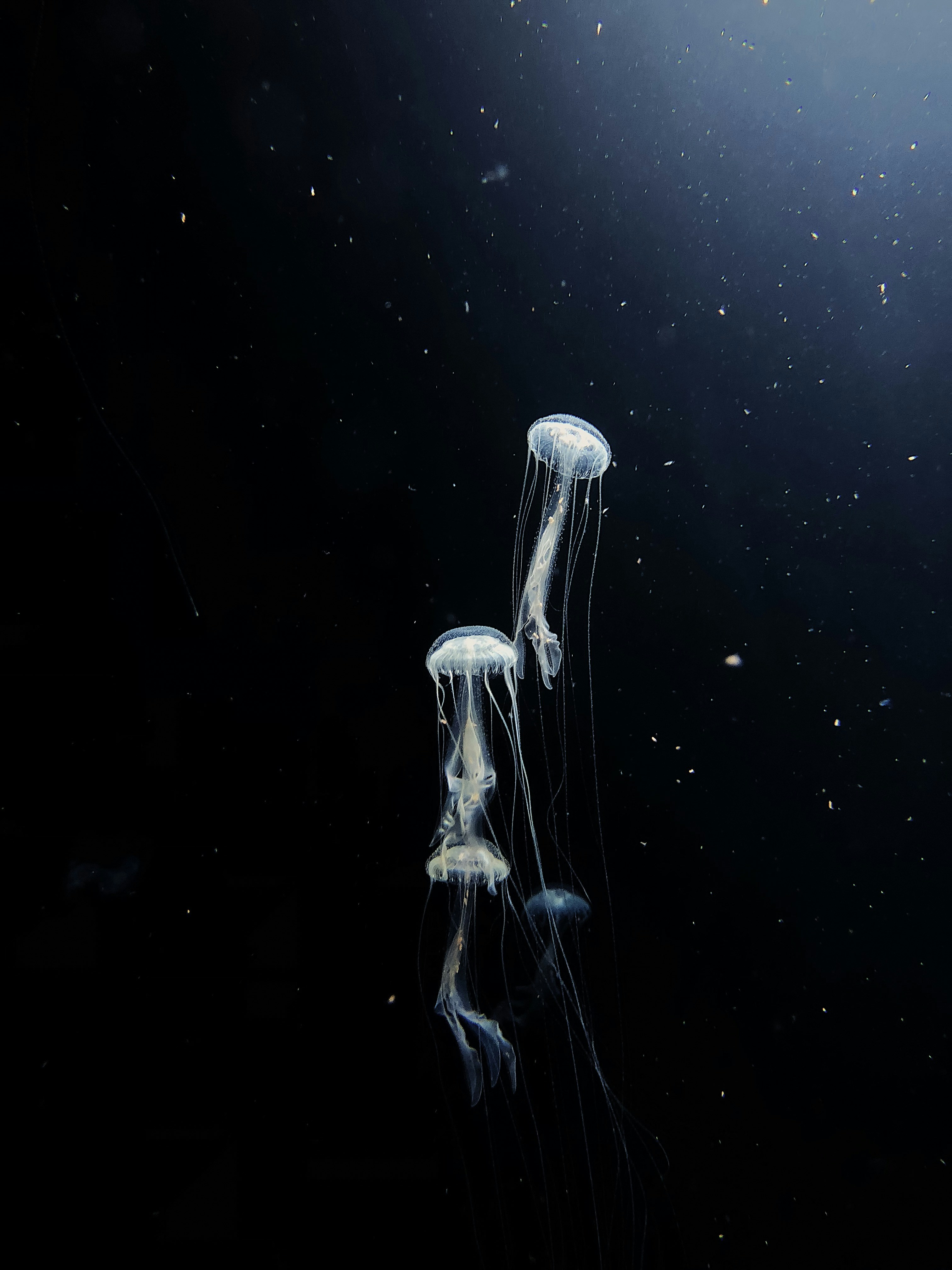 white jellyfish