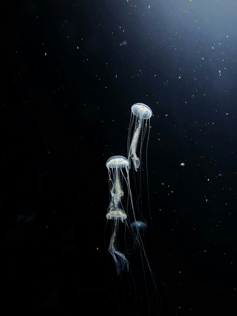 white jellyfish