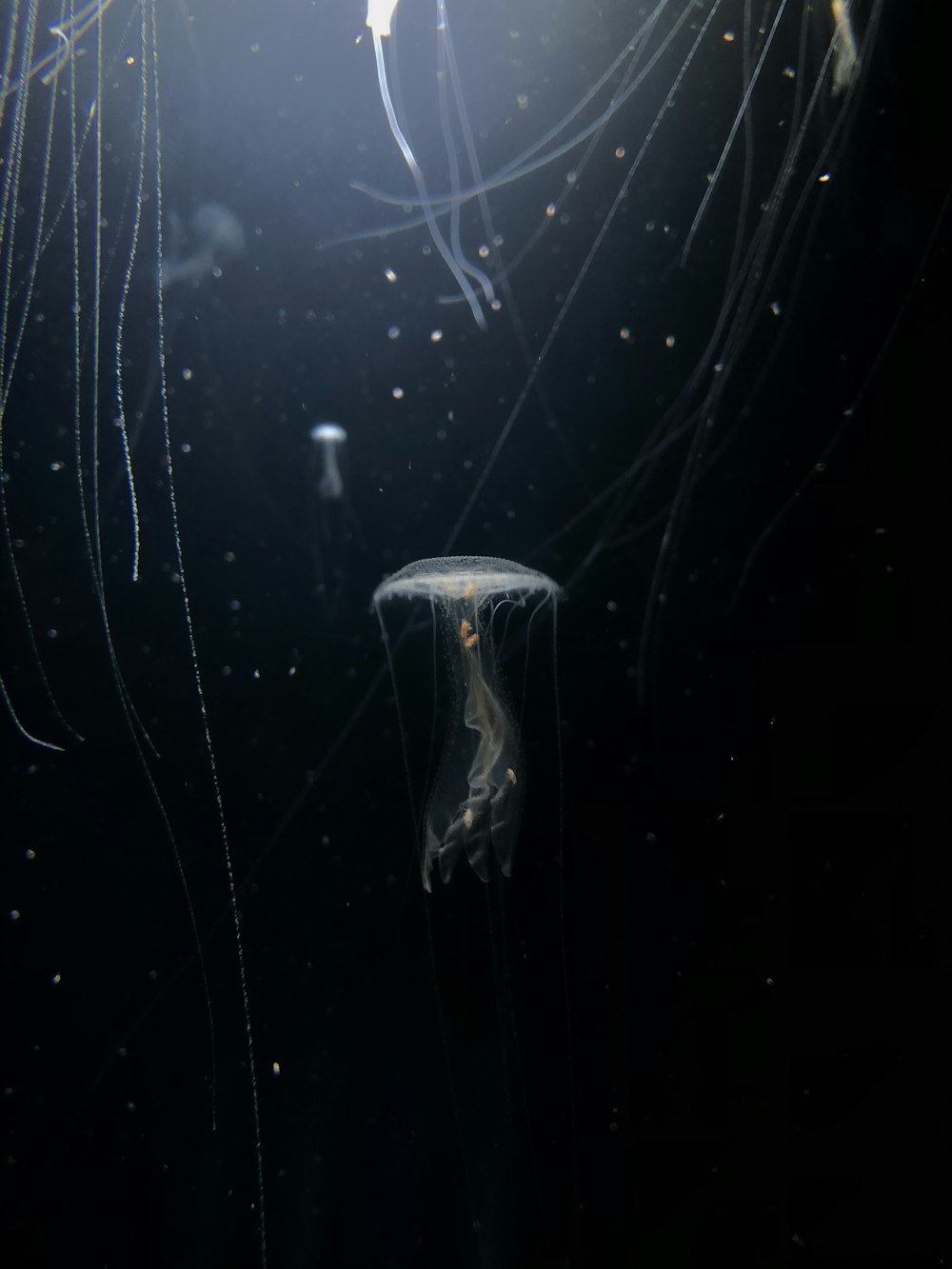 medusa bianca