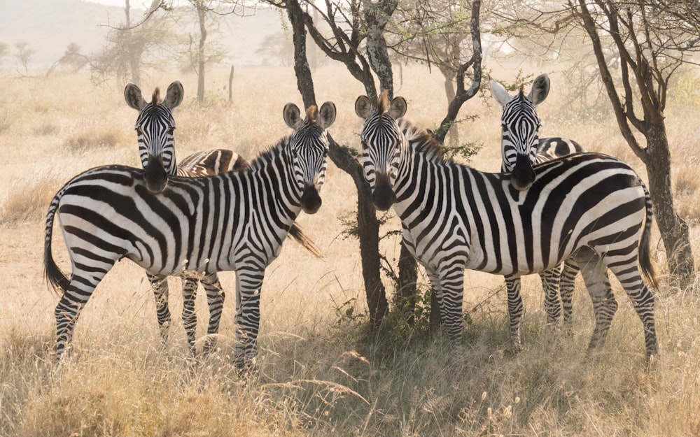 Vier schwarz-weiße Zebras umgeben von Gras
